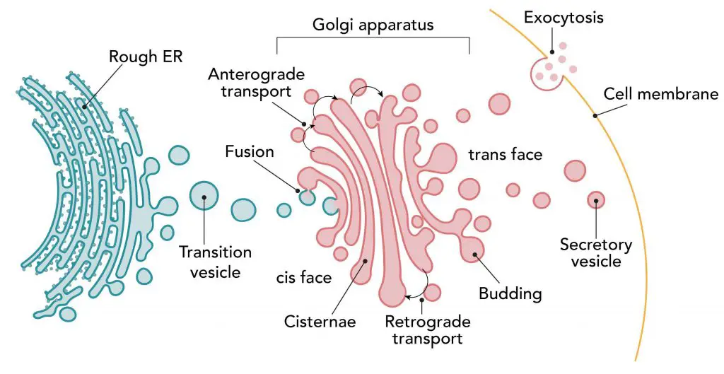 The journey of protein synthesis and transportation ER Golgi vesicles