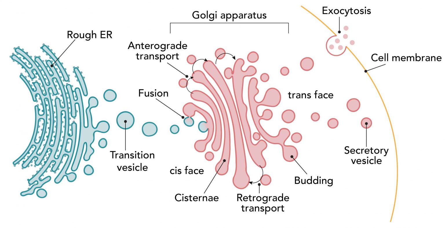 Process By Which Cells Make Proteins