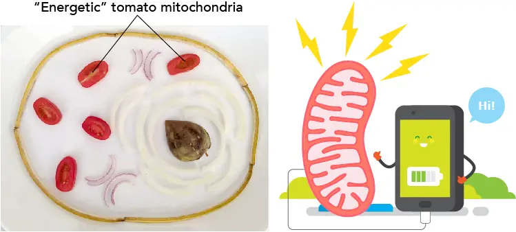 Tomato-mitochondria-power-house