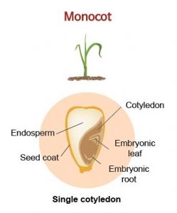 Monocot vs Dicot plants - Rs' Science