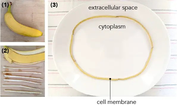banana-mimic-cell-membrane