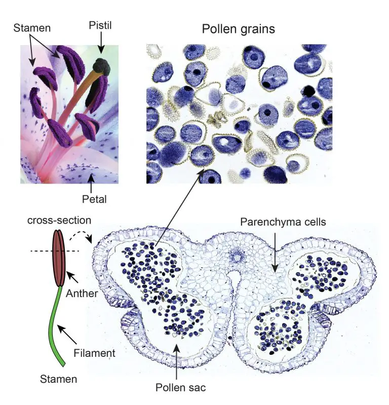 Plant tissue under a microscope xylem and phloem Rs' Science