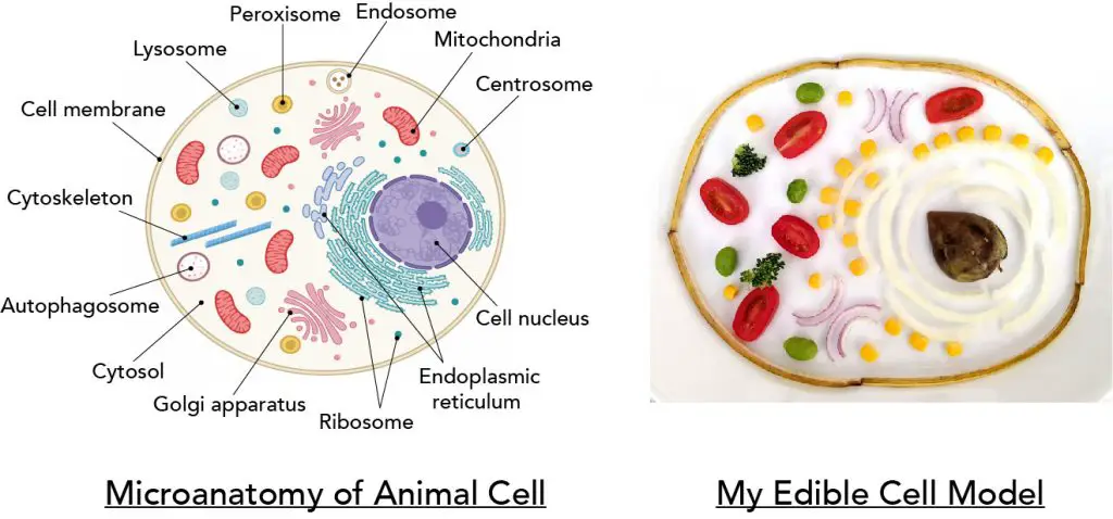 Cell Biology On The Dining Table Animal Cell Model Part I Rs Science