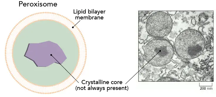 electron microscopy image of peroxisomes and Peroxisomes structure