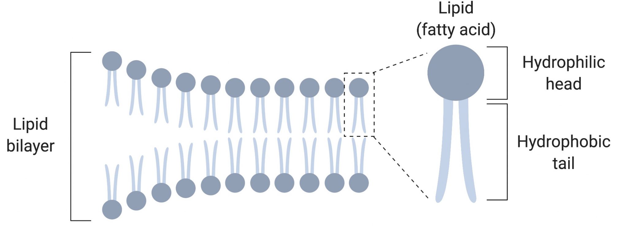 Cell membrane - definition, structure, function, and biology