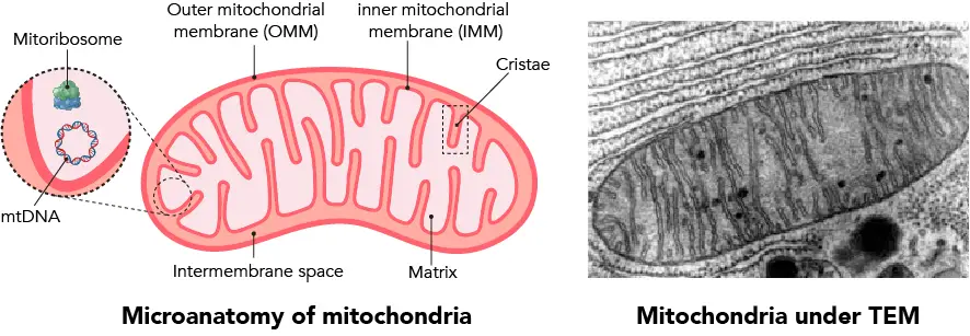microanatomy-of-Mitochondria