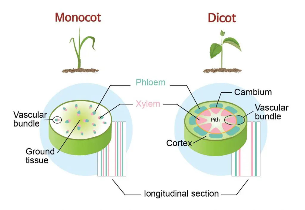 monocot vs dicot stem cross section