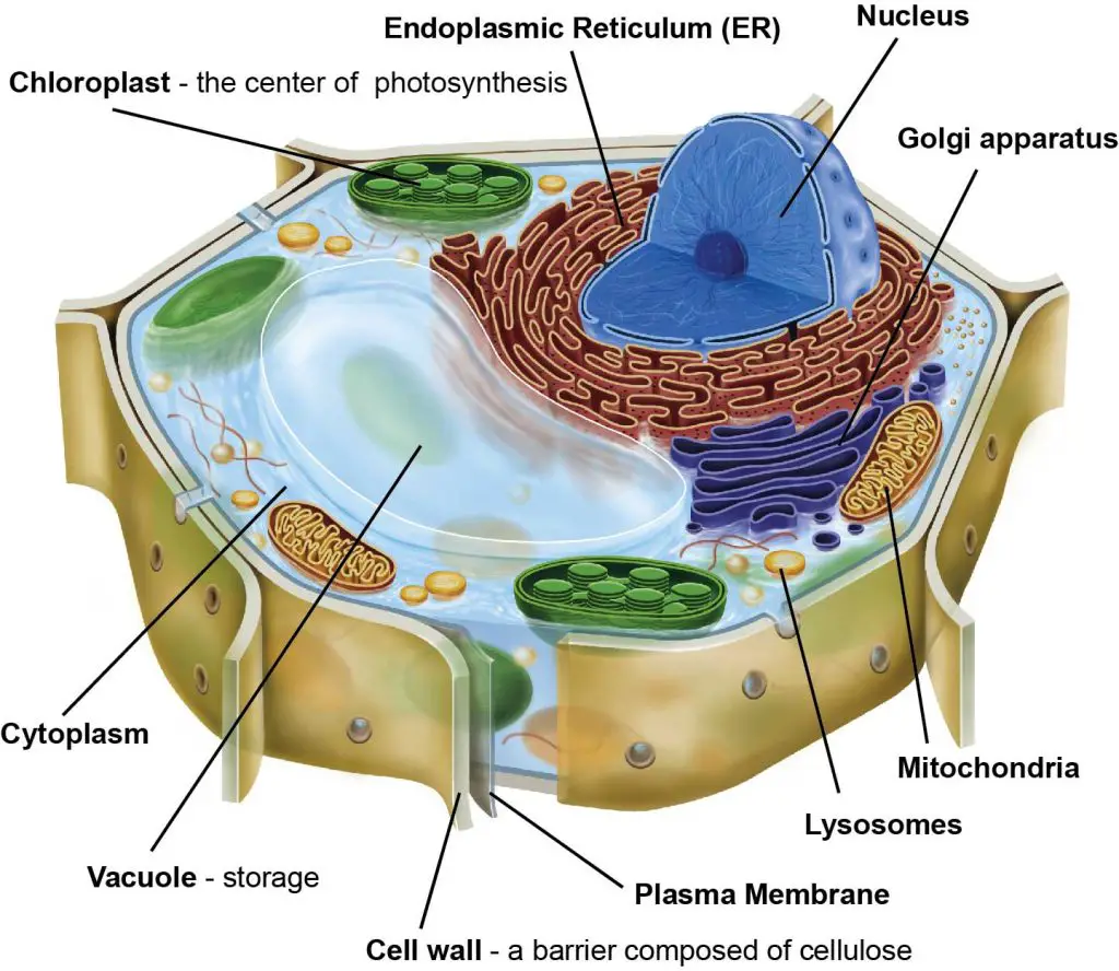 Plant Cell Diagram Labeled Organelles At Danita Foster Blog