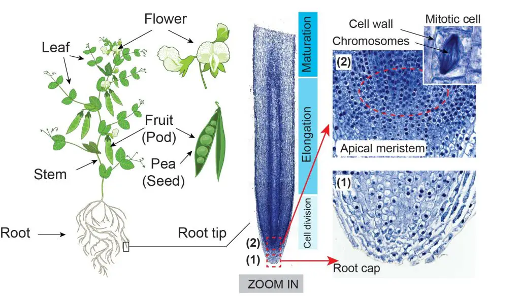the microscopic image of the longitudinal section of the Vicia pea root tip