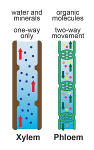 Plant tissue under a microscope - xylem and phloem - Rs' Science