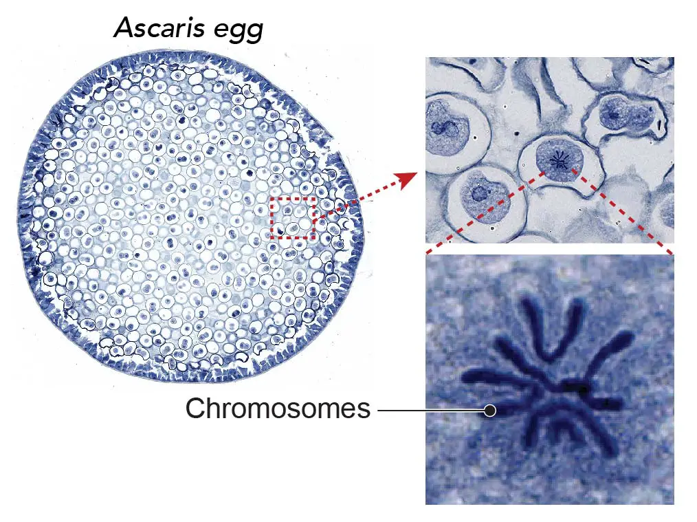 Ascaris-egg_Chromosome-cell-division-visible-methylene-blue