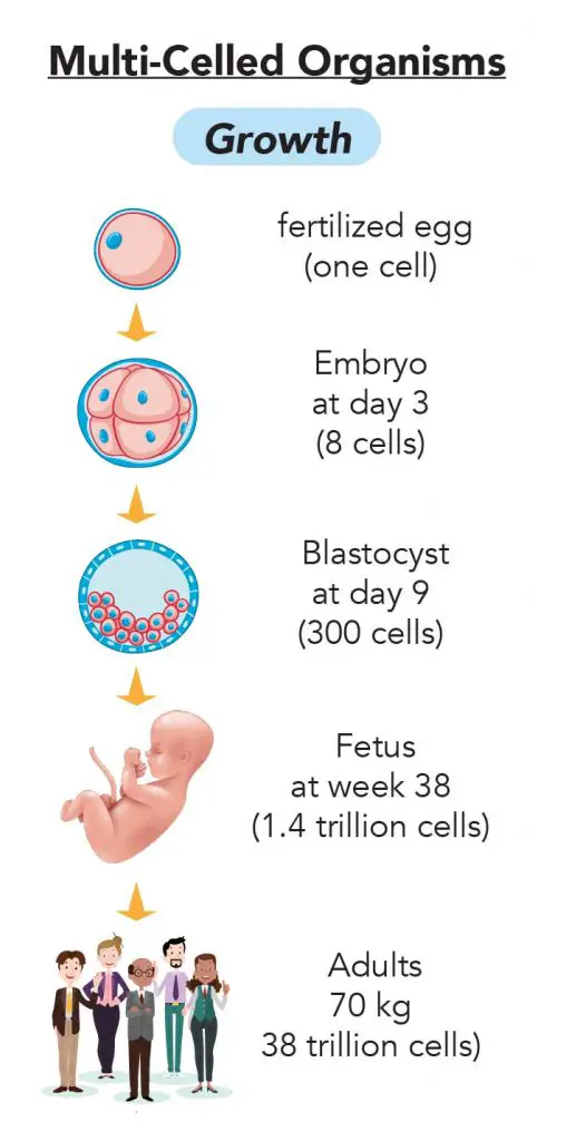 Cell Division_Growth