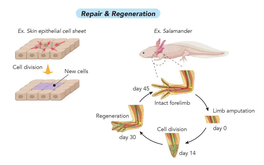 Cell-Division_Repair-and-regeneration