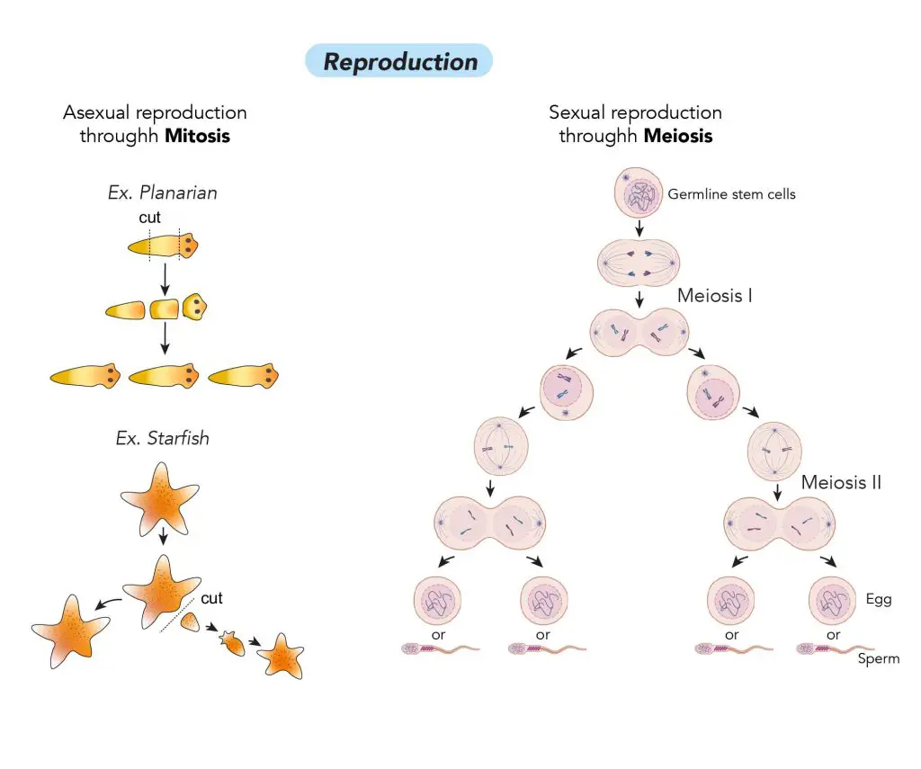 Cell Division_Reproduction planarian star fish