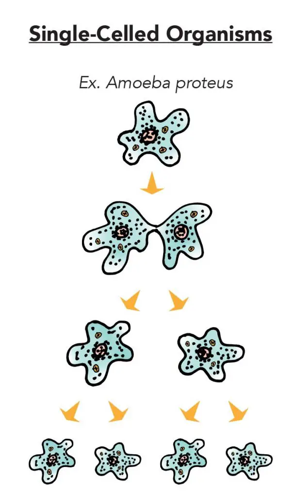 Cell Division_Single Cell