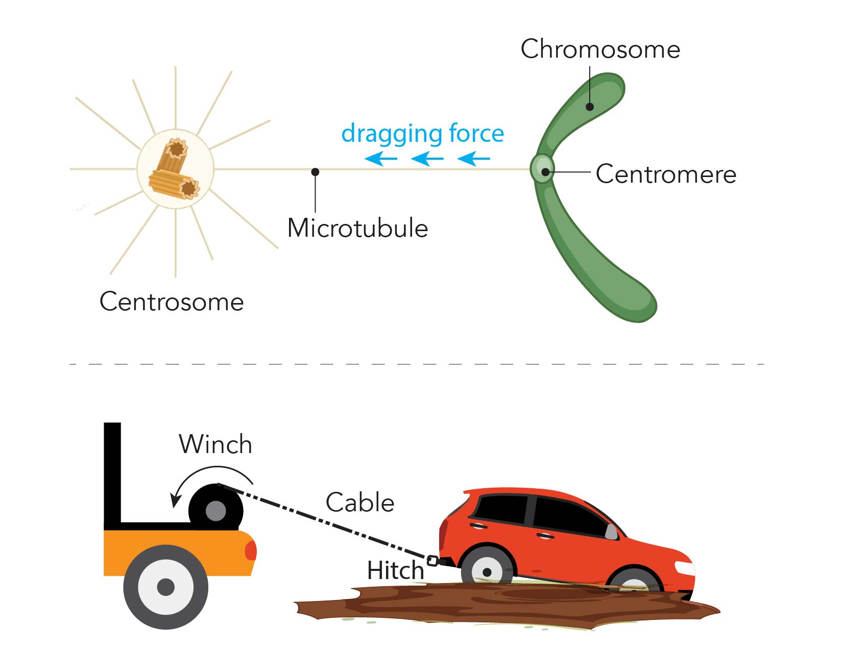 the engine of cell division Biology Diagrams
