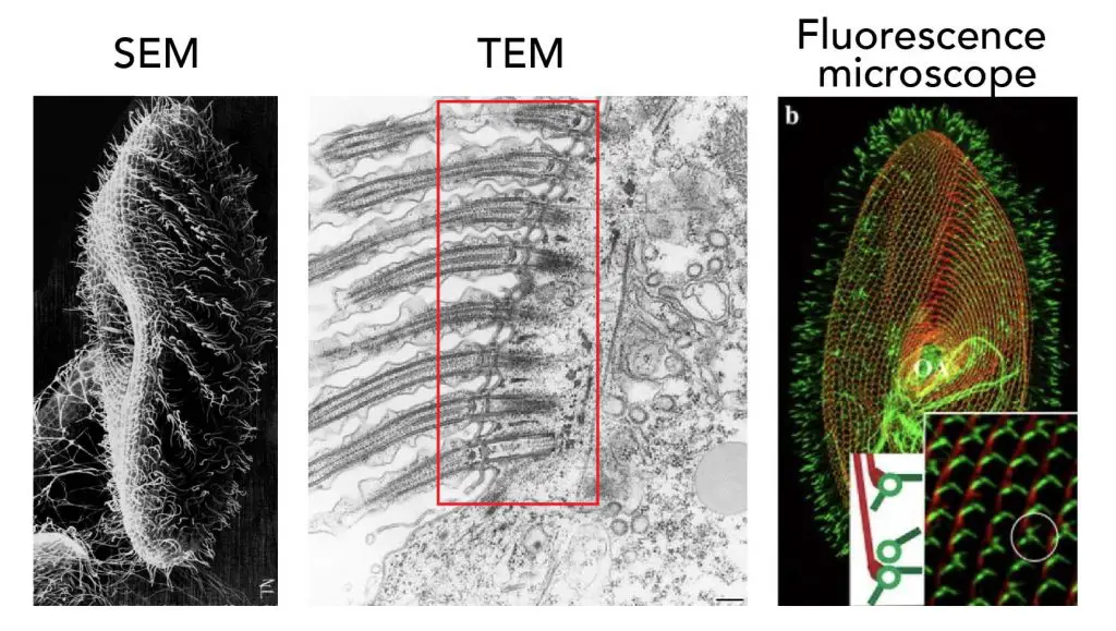 Cilia_electron-microscope-and-fluorescence-microscope