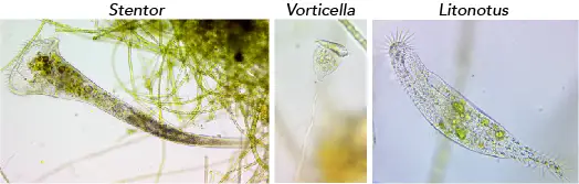 Ciliate-types