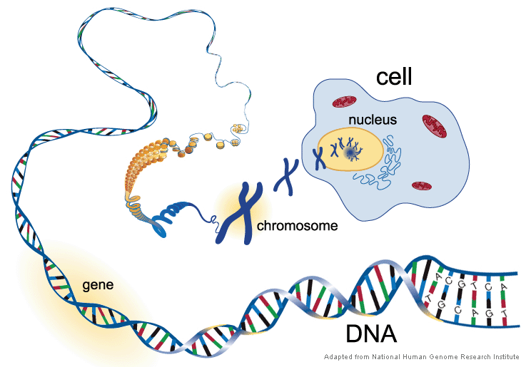 DNA-chromosome-cell