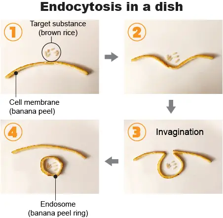 Endocytosis-in-a-dish-model-project
