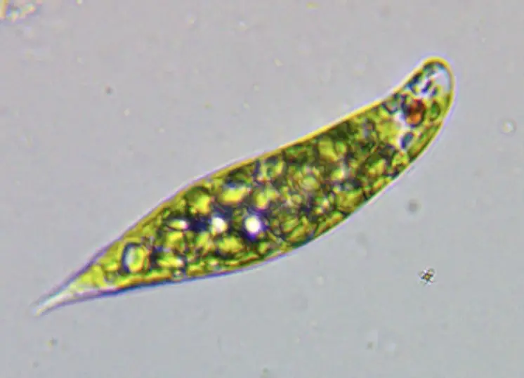 Euglena