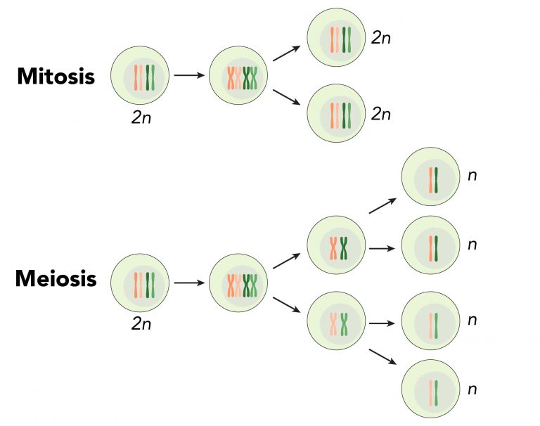 Why Cell Division is Important - Rs' Science