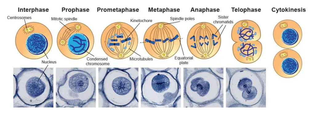 Mitosis-Phase-and-cytokinesis-under-microscope