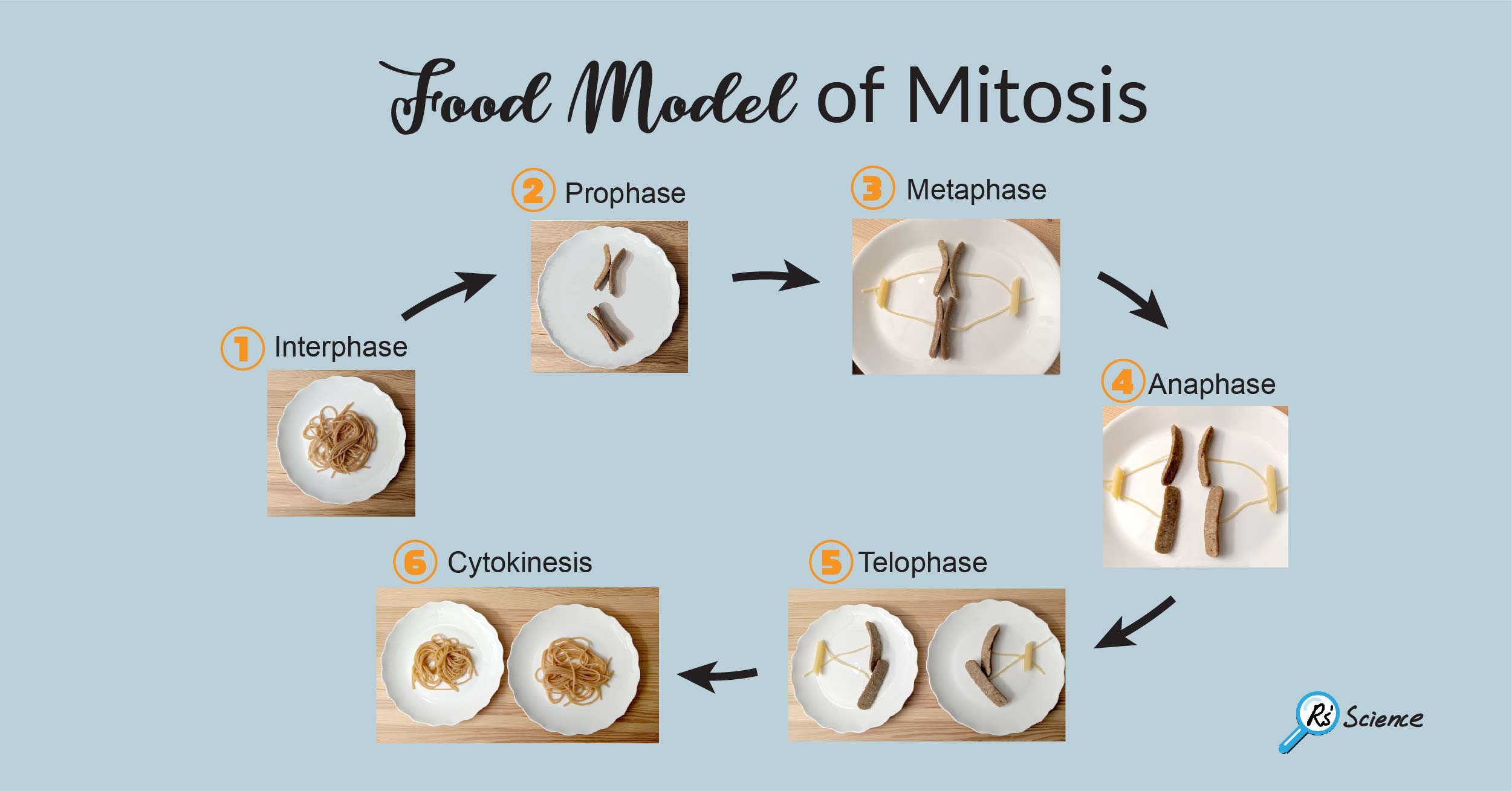 What is Mitosis Food model of mitosis   Rs' Science