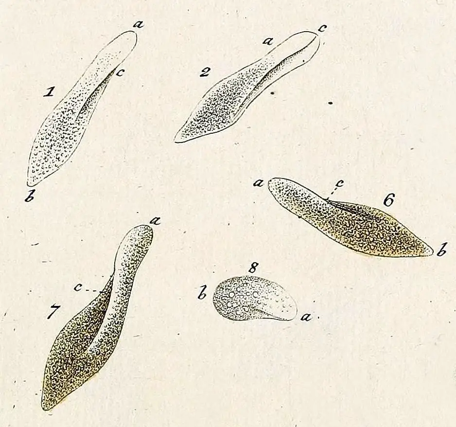 The Biological Classification of Paramecium – Name, History, and ...