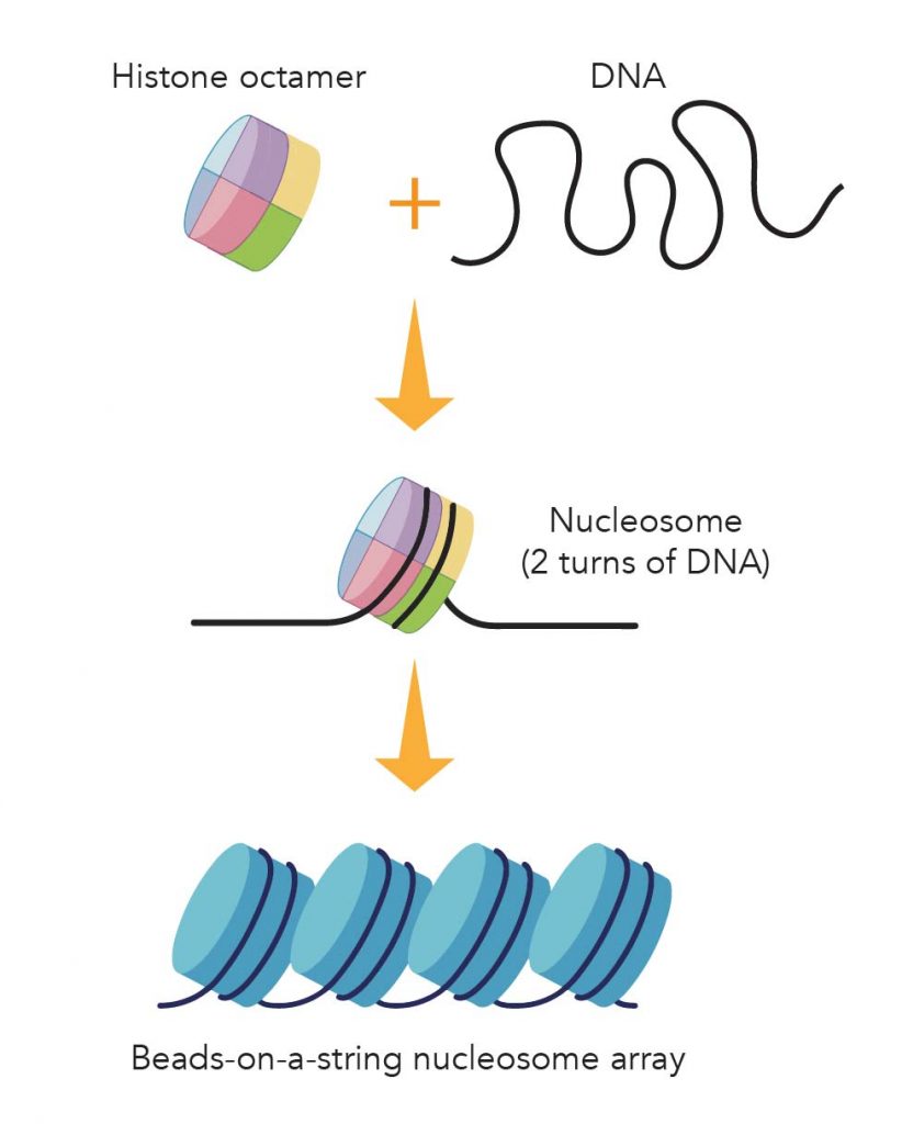 Nucleosomes-subunit