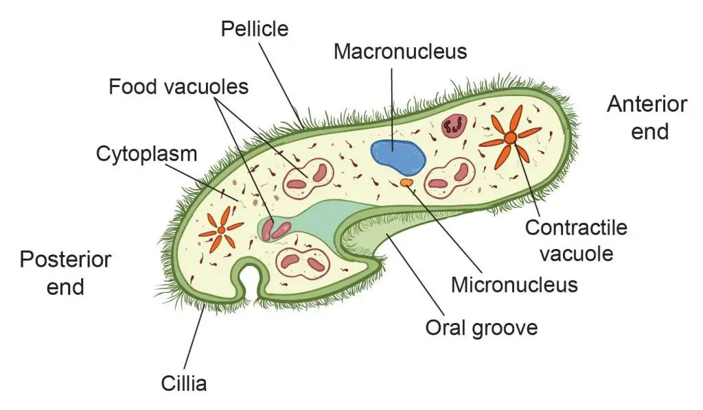 Paramecium-Cell-organelles