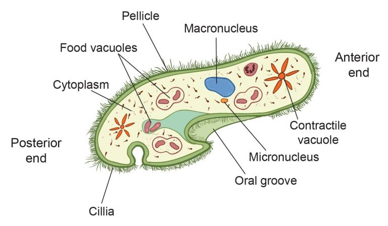 The Biological Classification of Paramecium – Name, History, and ...