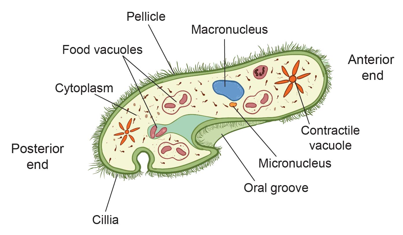 The Biological Classification Of Paramecium – Name, History, And ...