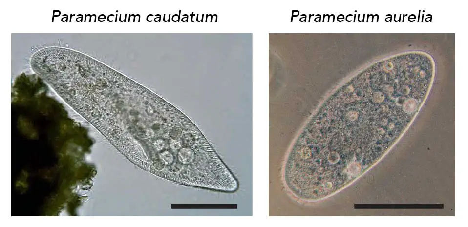 The Biological Classification of Paramecium – Name, History, and ...