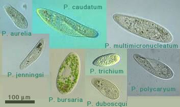 Paramecium-species