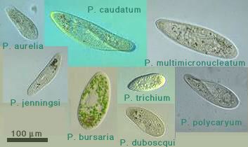 The Biological Classification of Paramecium – Name, History, and ...