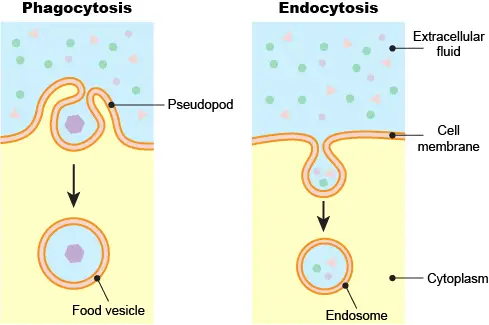 Phagocytosis-v.s.-Endocytosis