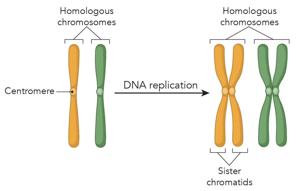 What is Mitosis (Food model of mitosis) Rs' Science