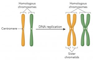 Centrosomes - The Engine Of Cell Division - Definition, Structure ...