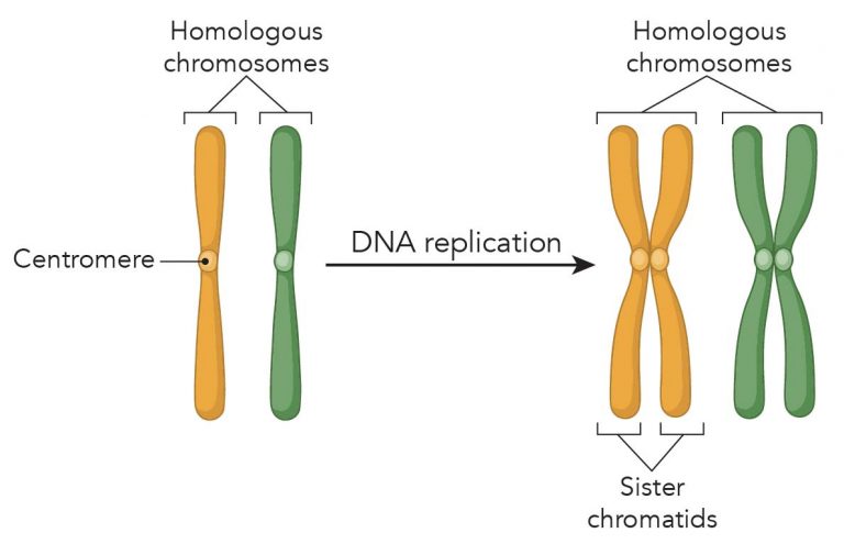 centrosomes-the-engine-of-cell-division-definition-structure