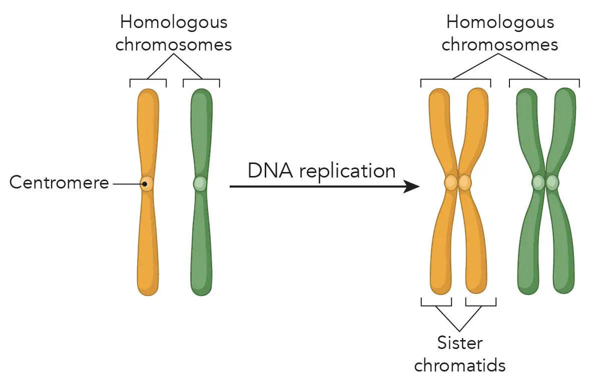 What Is Mitosis (Food Model Of Mitosis) - Rs' Science