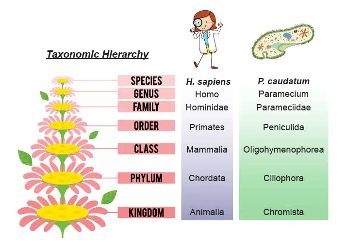 Taxonomy_Paramecium_human