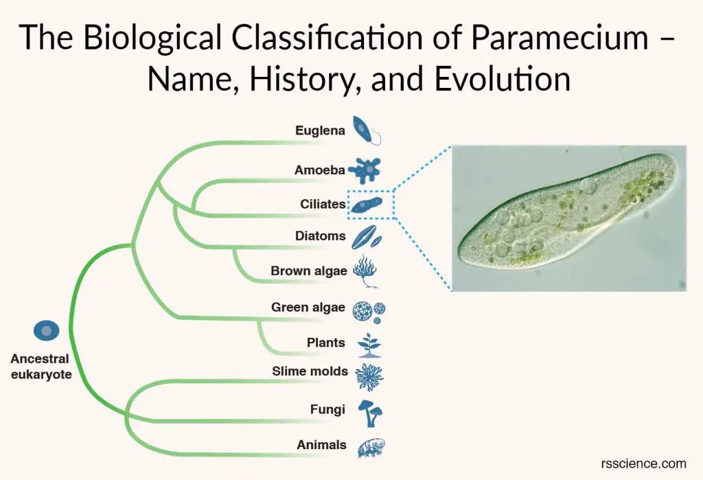 The Biological Classification of Paramecium cover