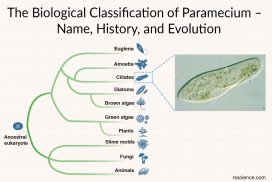 The Biological Classification of Paramecium cover