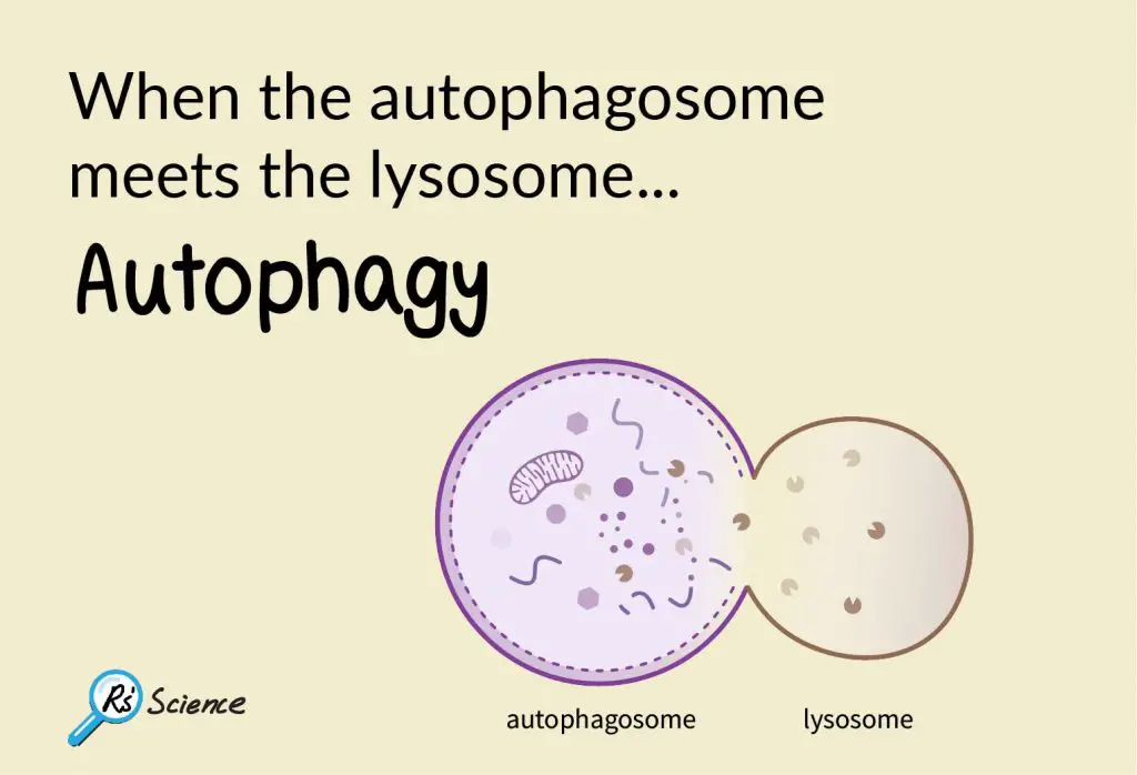 autophagosome and lysosome