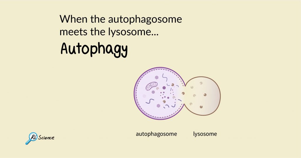 The Function of the Autophagosome and Endosome Rs� Science