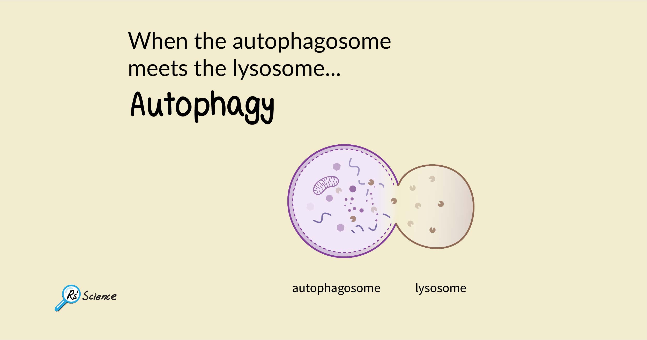 The Function of the Autophagosome and Endosome - Rs' Science