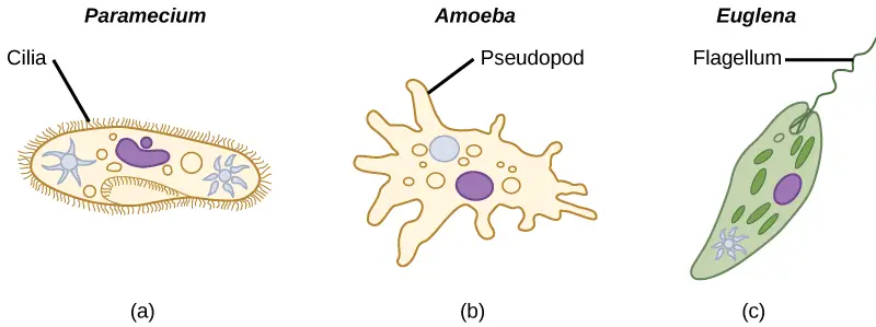 different-ways-of-cell-movement-cilia-pseudopod-fragella