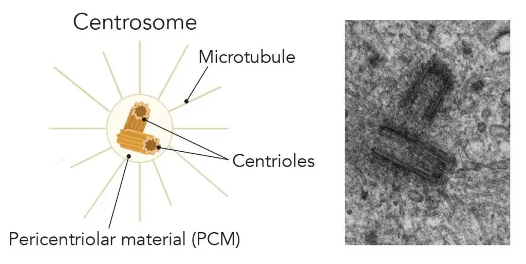 electron-micrography-cartoon-centrosome