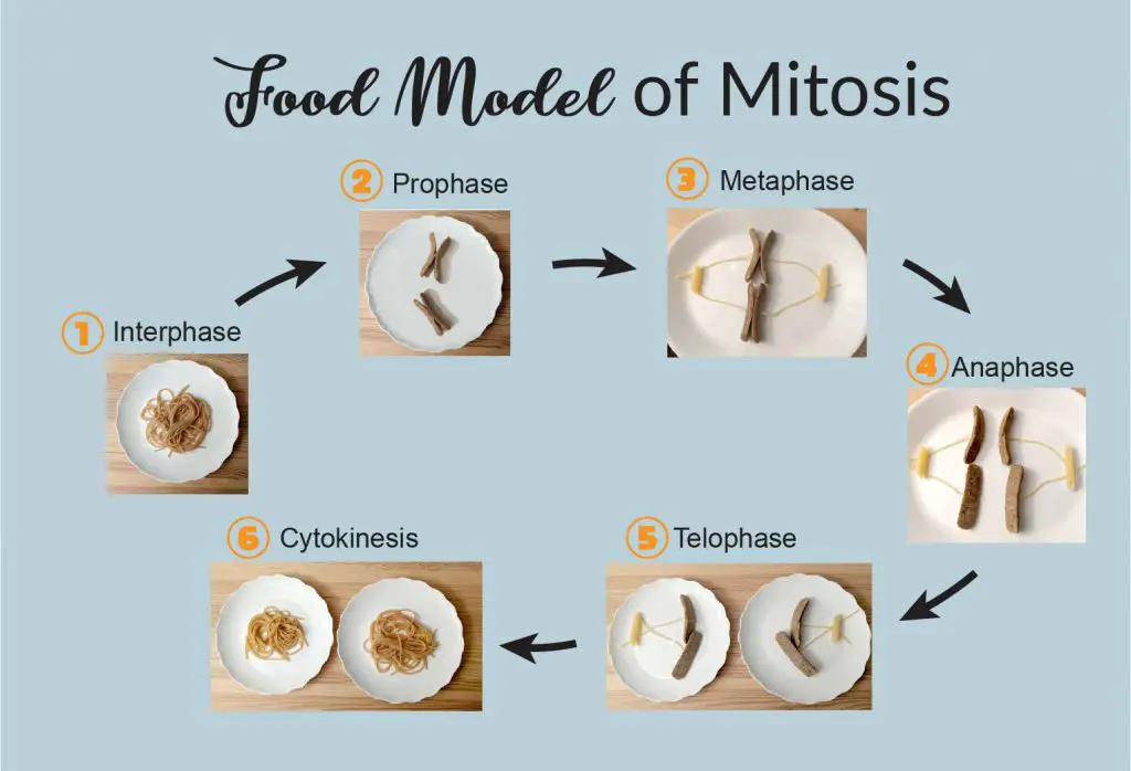 food model of mitosis cover